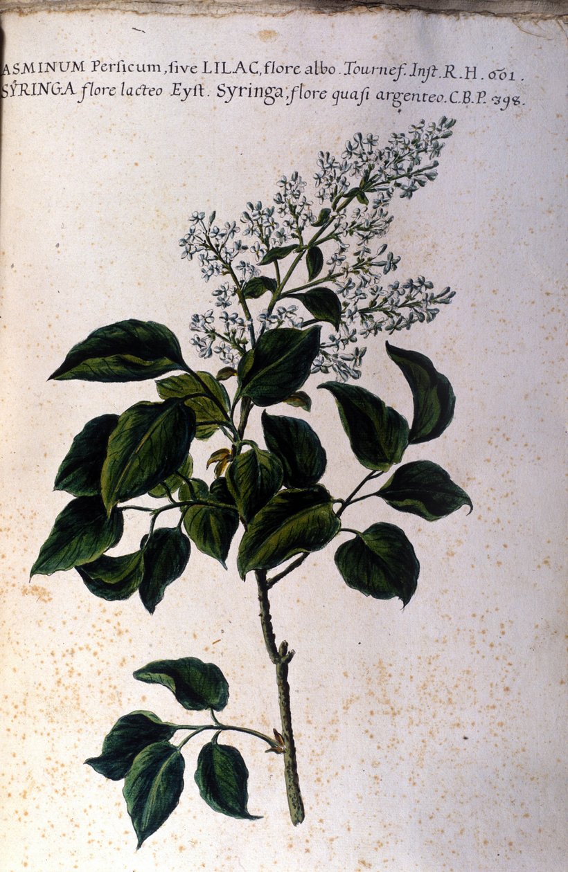 Yasemin dalı. 17. yüzyıldan kalma bir herbaryumdan plaka by Unknown artist