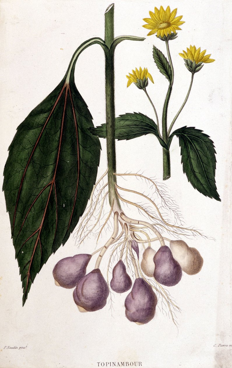 Kudüs enginar - botanik kurulu by Unknown artist