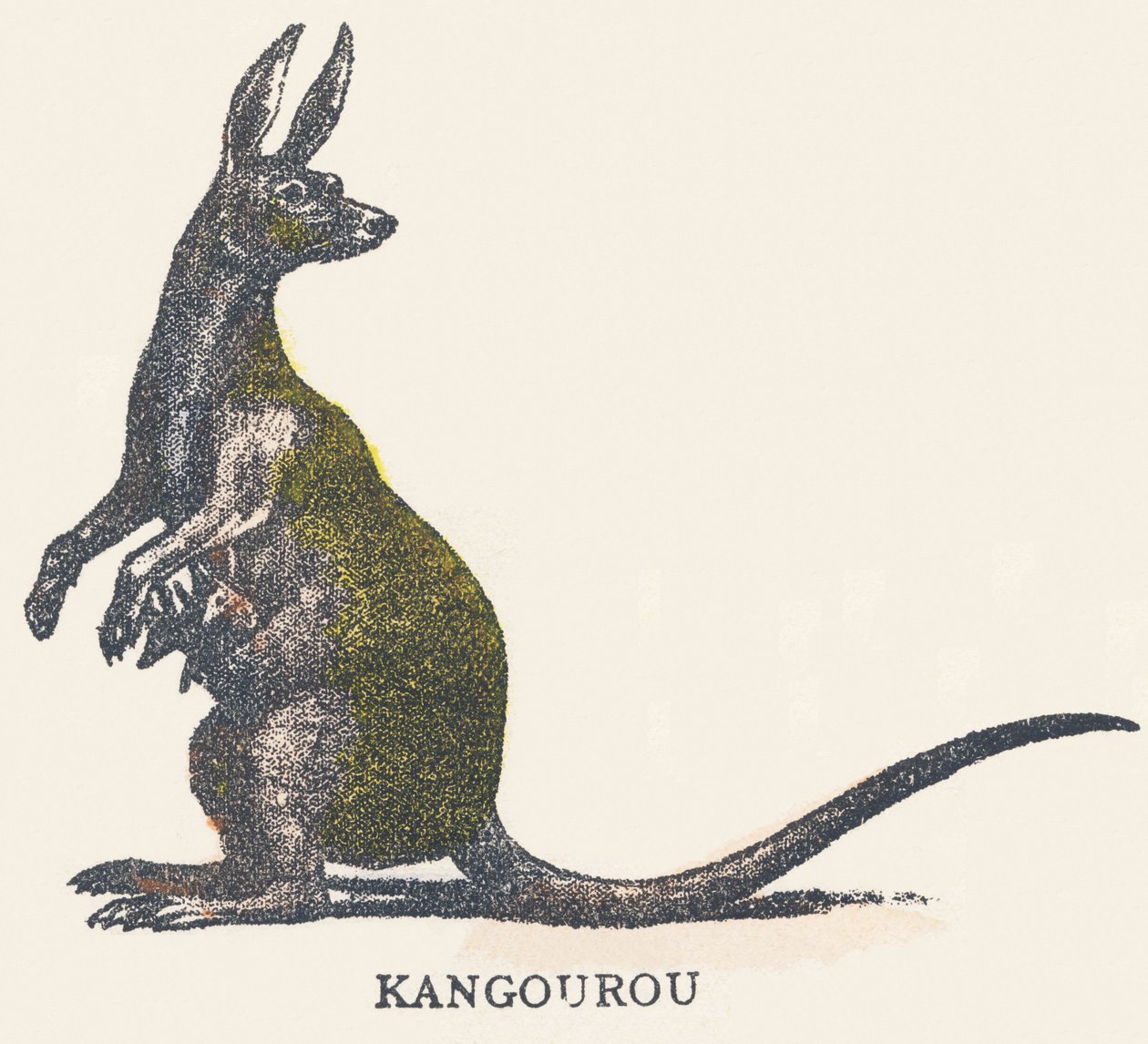 K: kanguru by Unknown artist