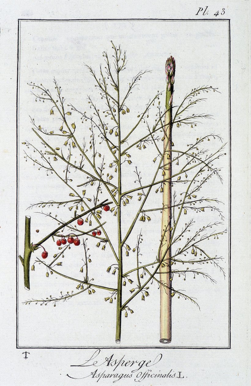 Kuşkonmaz (Asparagus Officinalis) - J.C. Philibert, Imprimerie de Crapelet, Paris tarafından düzenlenen “Tüccarların kullanımı için botanik egzersizleri” bölümünde by Unknown artist
