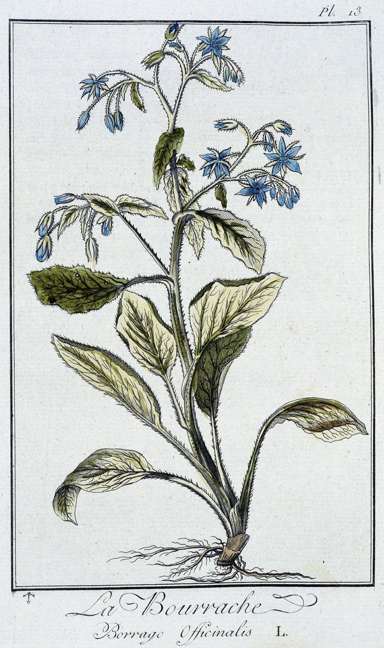 Borage (Borago Officinalis) - J.C. Philibert, Imprimerie de Crapelet, Paris tarafından yazılan “Tüccarların kullanımı için botanik egzersizleri” bölümünde by Unknown artist