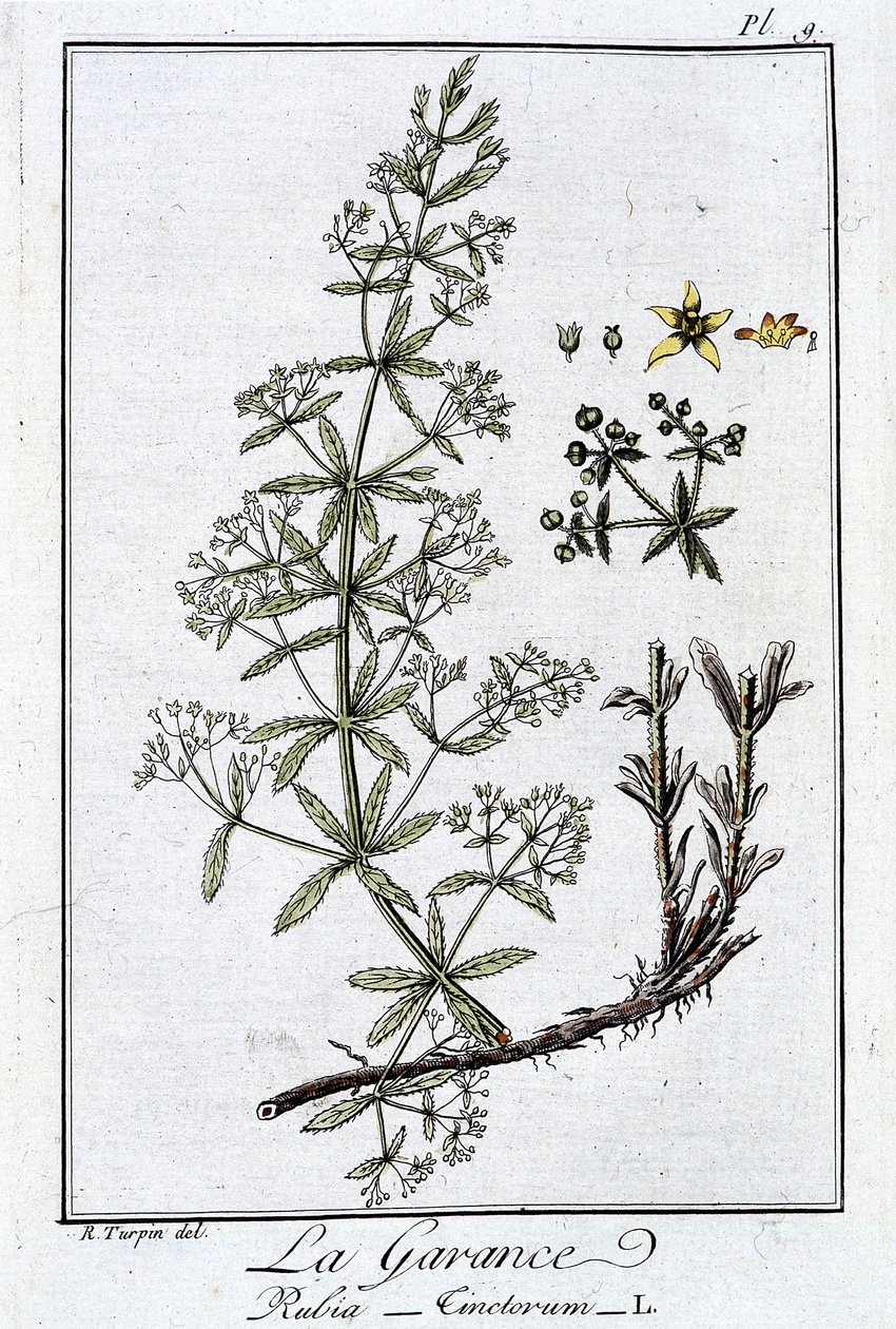 La Garance (Rubia Tinctorum) - J.C. Philibert, Imprimerie de Crapelet, Paris tarafından yazılan “Tüccarların kullanımı için botanik alıştırmaları” bölümünde by Unknown artist