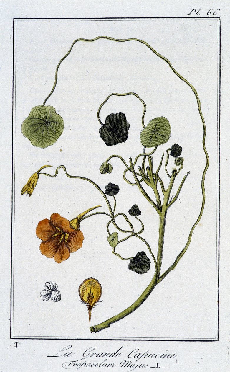 La Grande Nasturtium (Tropaeolum Majus) - J.C. Philibert, Imprimerie de Crapelet, Paris tarafından yazılan “Tüccarların kullanımı için botanik alıştırmaları” bölümünde by Unknown artist