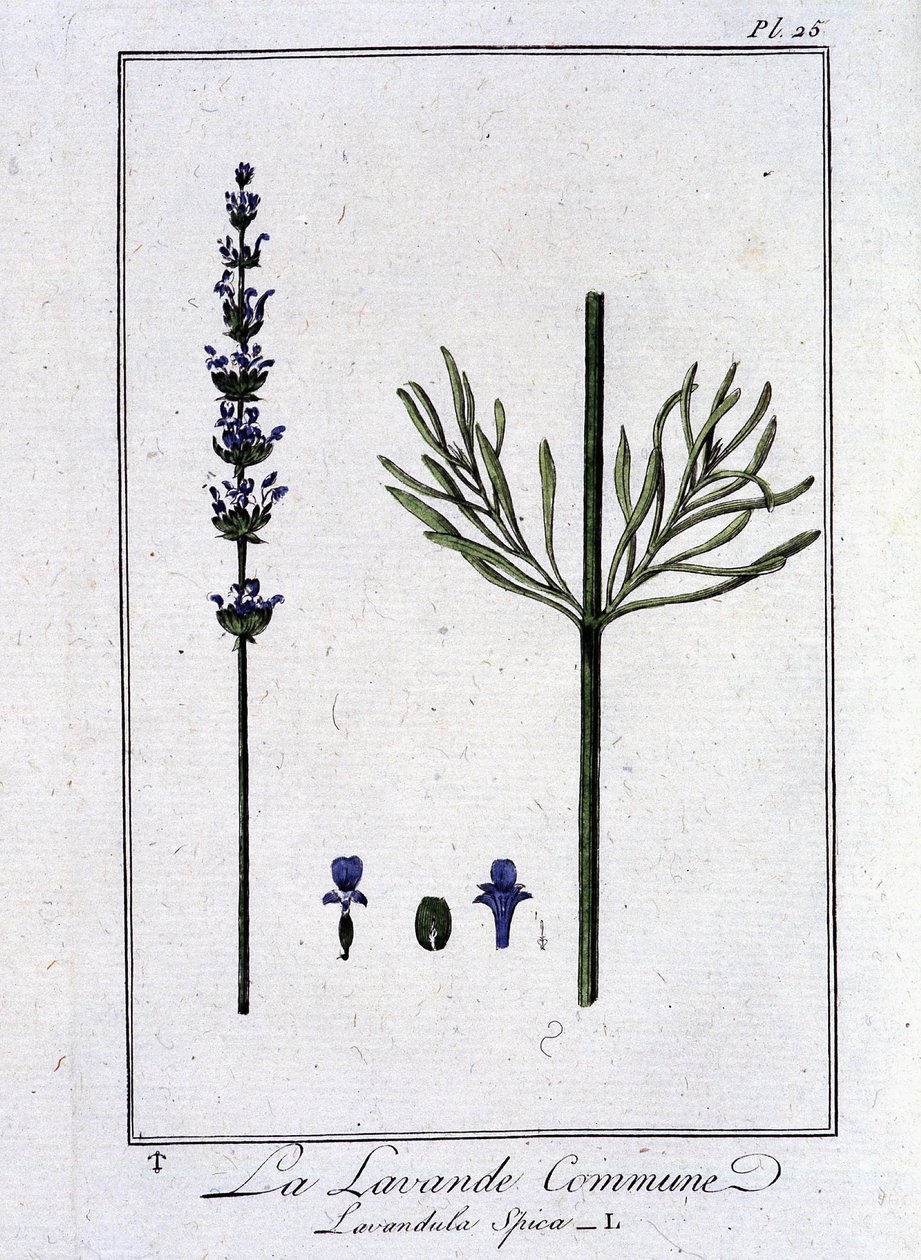 Ortak Lavanta (Lavandula Spica) - J.C. Philibert, Imprimerie de Crapelet, Paris tarafından yazılan “Tüccarlar için botanik alıştırmaları” bölümünde by Unknown artist