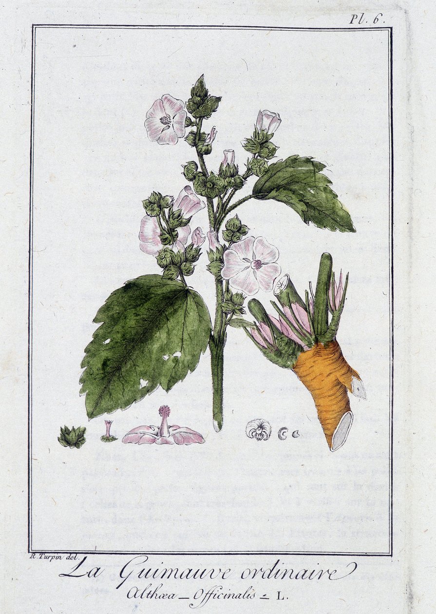 Sıradan Marshmallow (Althaea Officinalis) - J.C. Philibert, Imprimerie de Crapelet, Paris tarafından düzenlenen “Tüccarların kullanımı için botanik alıştırmaları” bölümünde by Unknown artist