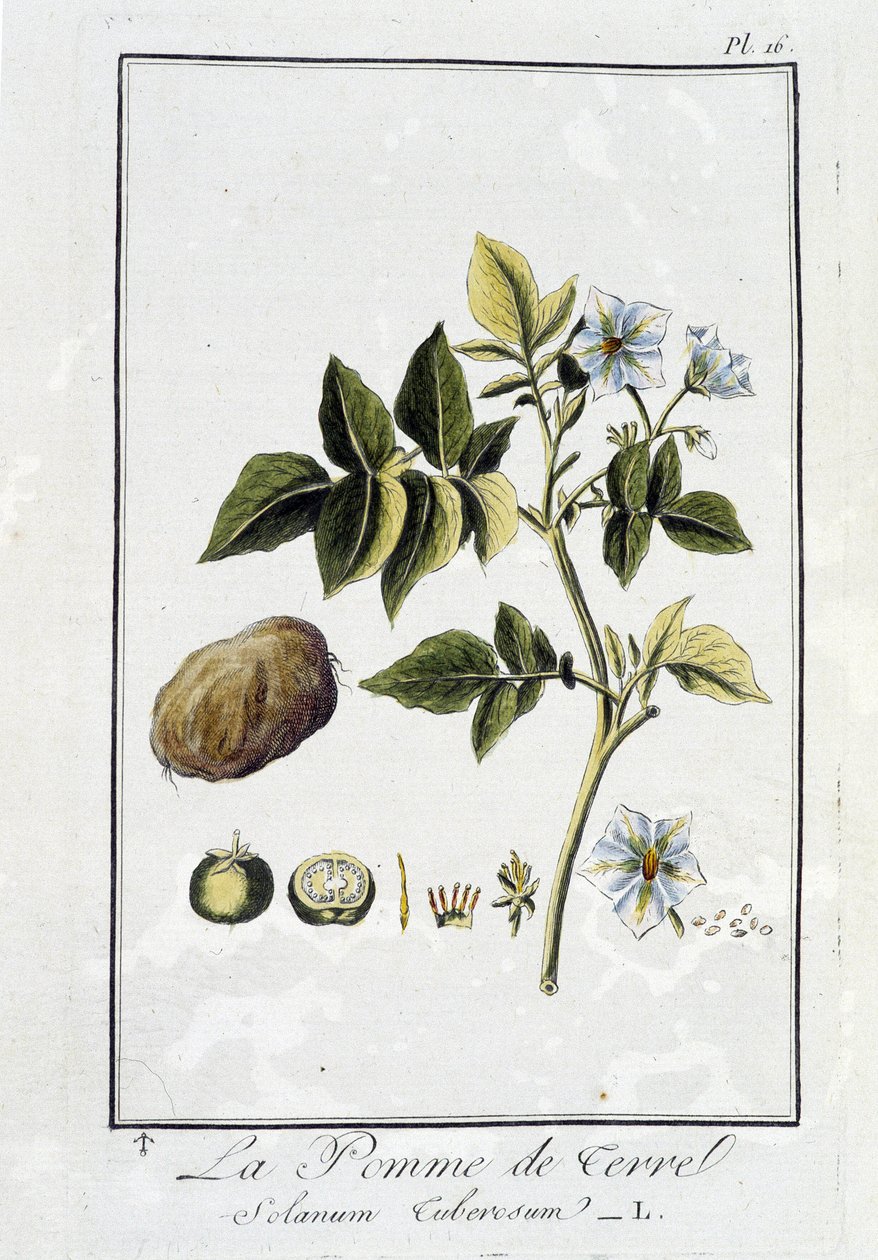 Patates (Solanum Tuberosum) - JC Philibert, Imprimerie de Crapelet, Paris tarafından yazılan “Tüccarların kullanımı için botanik alıştırmaları” bölümünde by Unknown artist