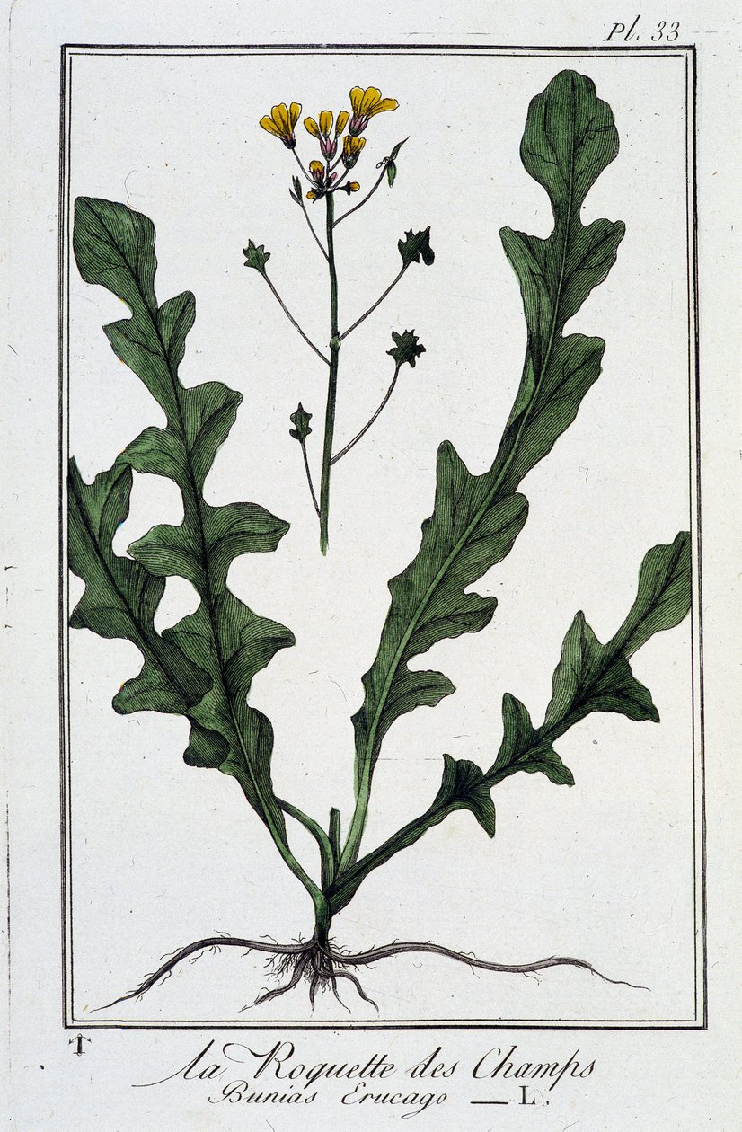 La Roquette des Champs (Bunias Erucago) - J.C. Philibert, Imprimerie de Crapelet, Paris tarafından yazılan “Tüccarların kullanımı için botanik egzersizleri” bölümünde by Unknown artist