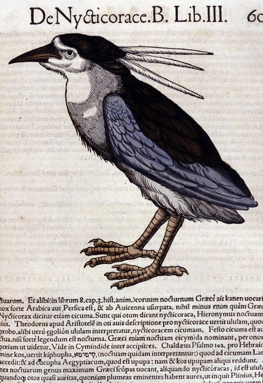 La bihoreau in Historia Animalium, Conrad Gesner (1516 - 1565), Tiguri by Unknown artist