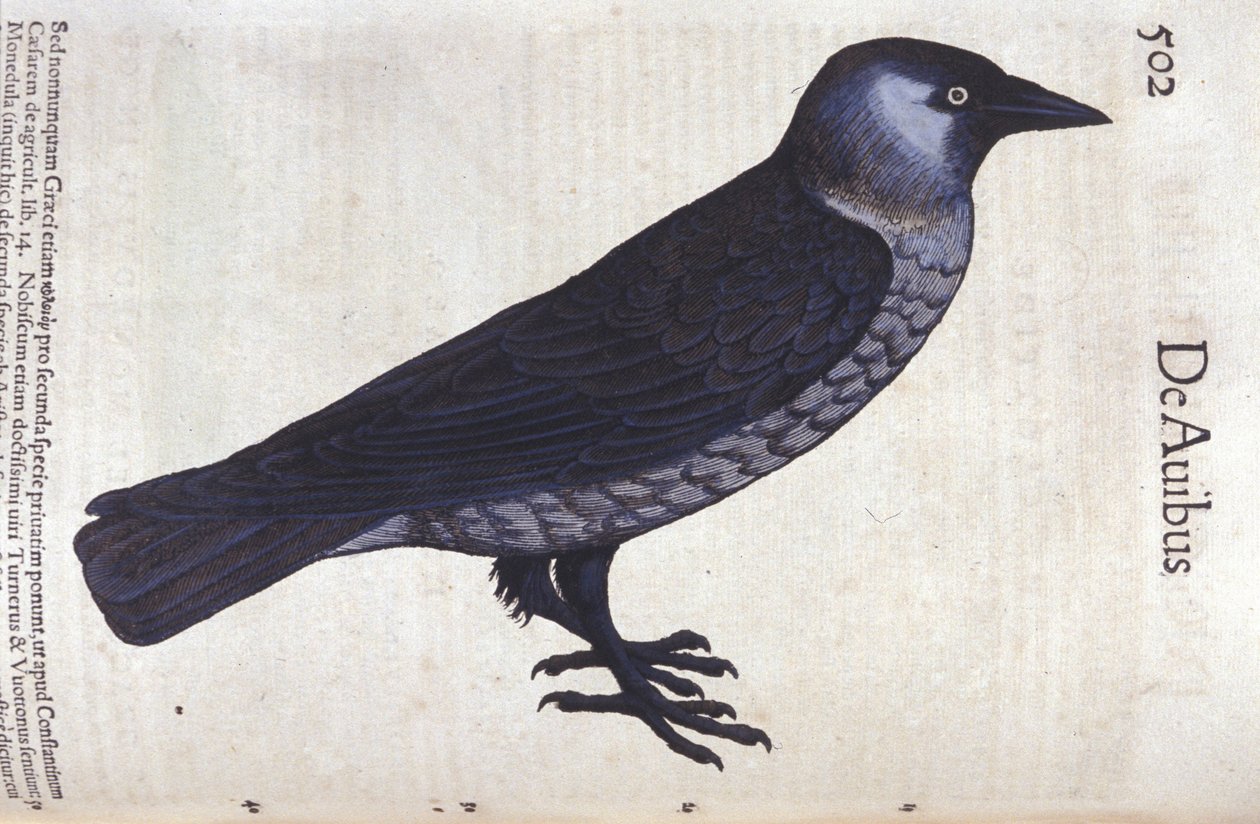 Conrad Gesner (1516 - 1565), Tiguri tarafından Historia Animalium