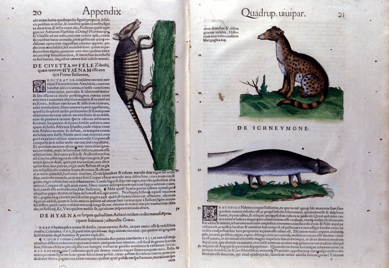 La civette, la sırtlan ve la mangouste, Hayvanların Tarihinde Conrad Gesner (1516 - 1565), Tiguri by Unknown artist