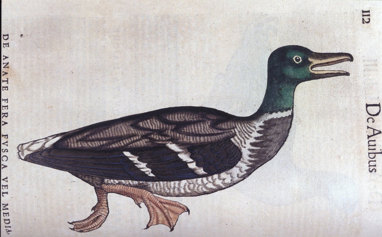 Historia Animalium de Conrad Gesner (1516 - 1565), Tiguri