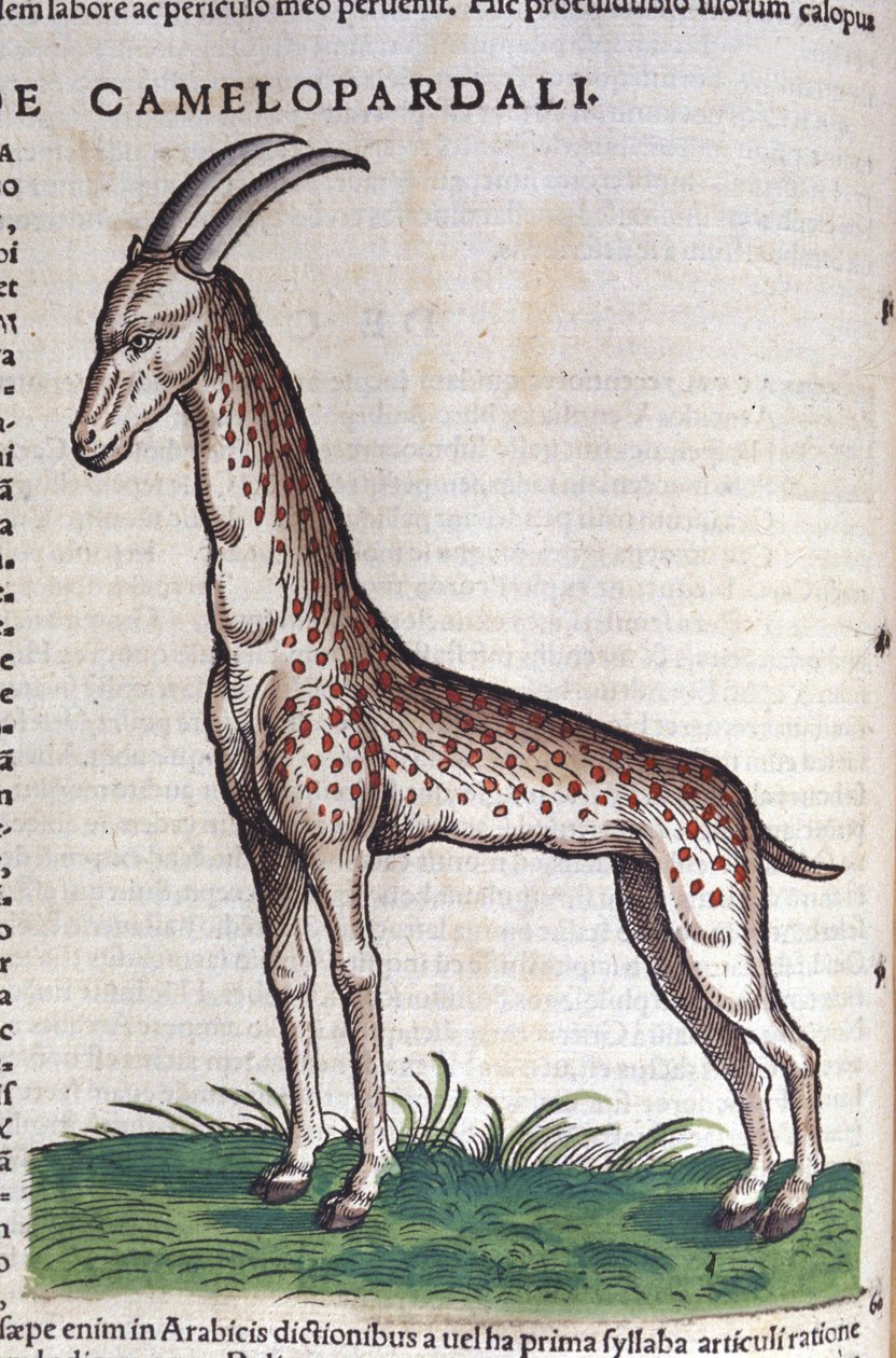 Zürafa. Historia Animalium'da Conrad Gesner (1516 - 1565), Tiguri by Unknown artist
