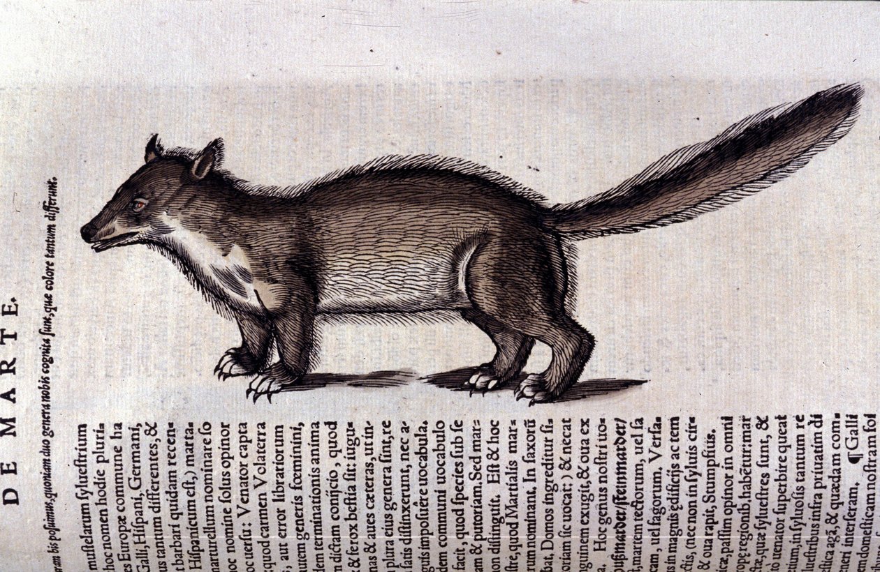 Historia Animalium de Conrad Gesner (1516 - 1565), Tiguri