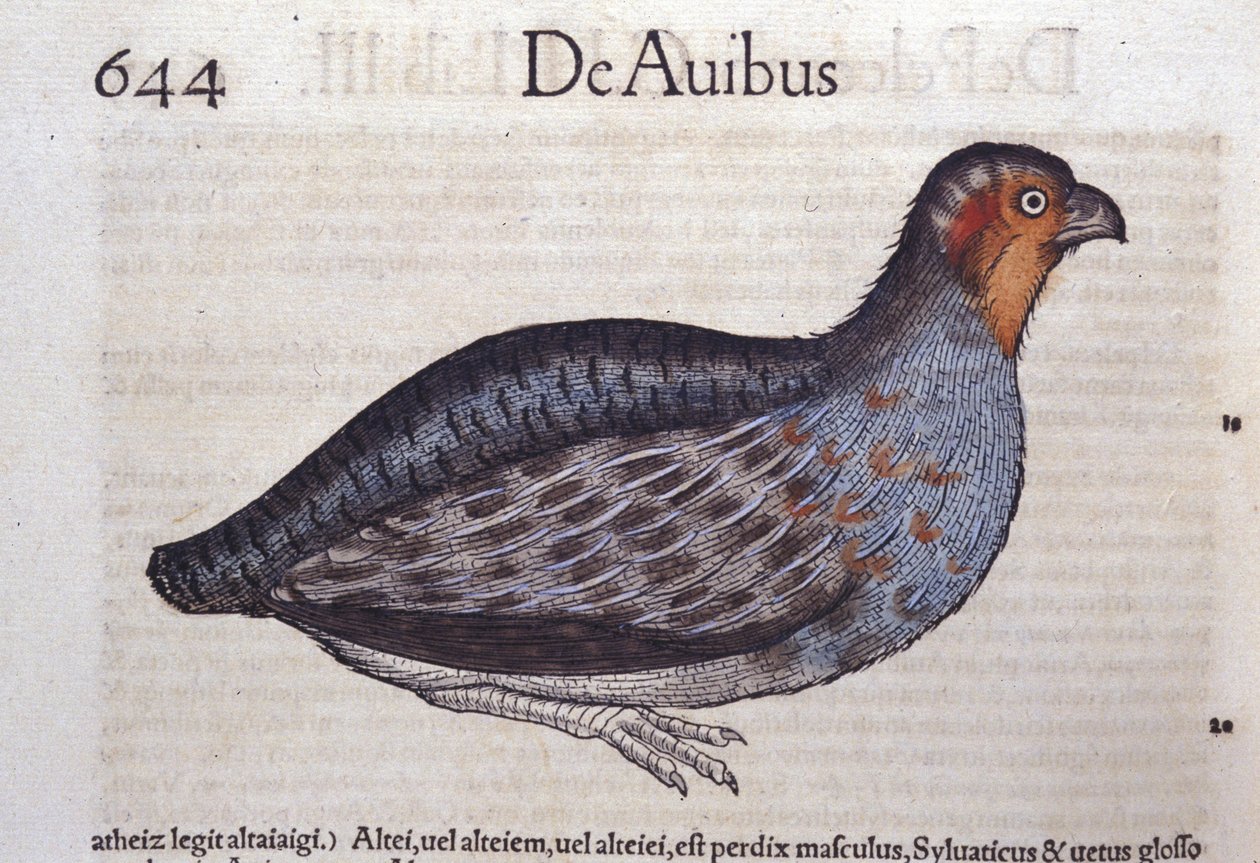 Historia Animalium