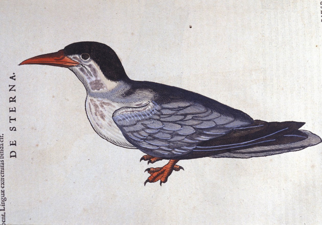 Historia Animalium de Conrad Gesner (1516 - 1565), Tiguri