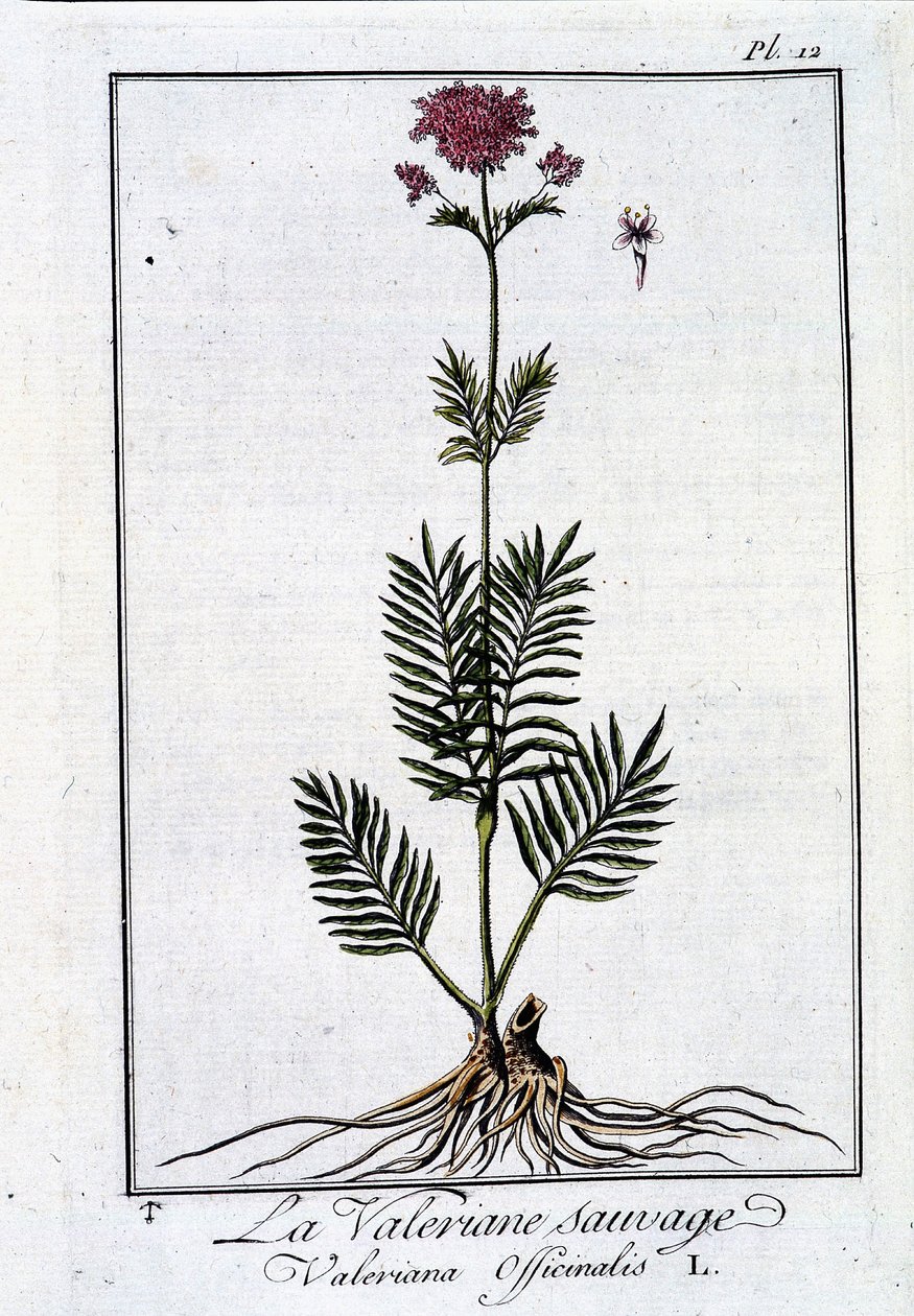 Yabani kediotu - J.C. Philibert, imp. Crapelet, Paris