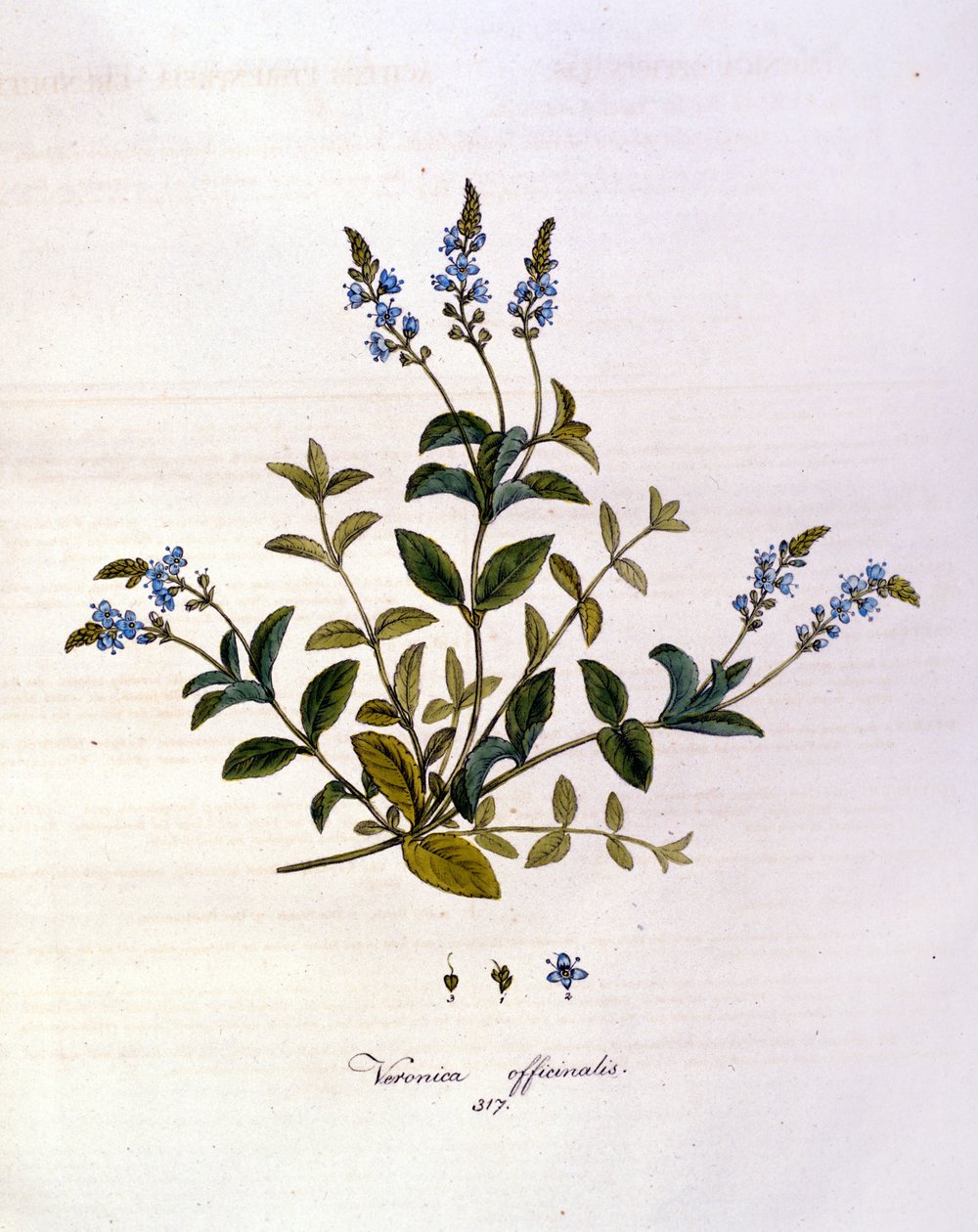Veronica. 19. yüzyıl gravürü. by Unknown artist