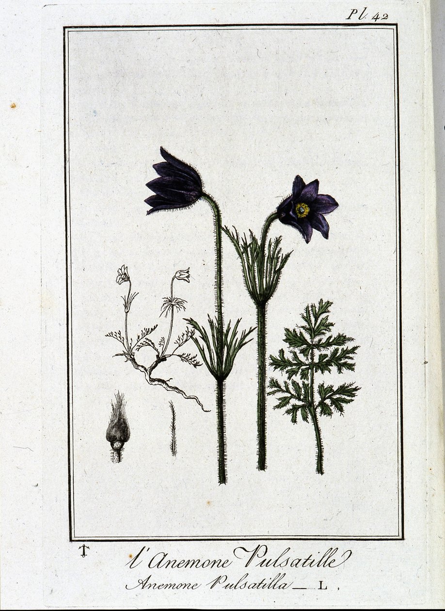 Anemone pulsatilla - J.C. Philibert, Imprimerie de Crapelet, Paris tarafından yazılan “Tüccarların kullanımı için botanik egzersizleri”nde by Unknown artist