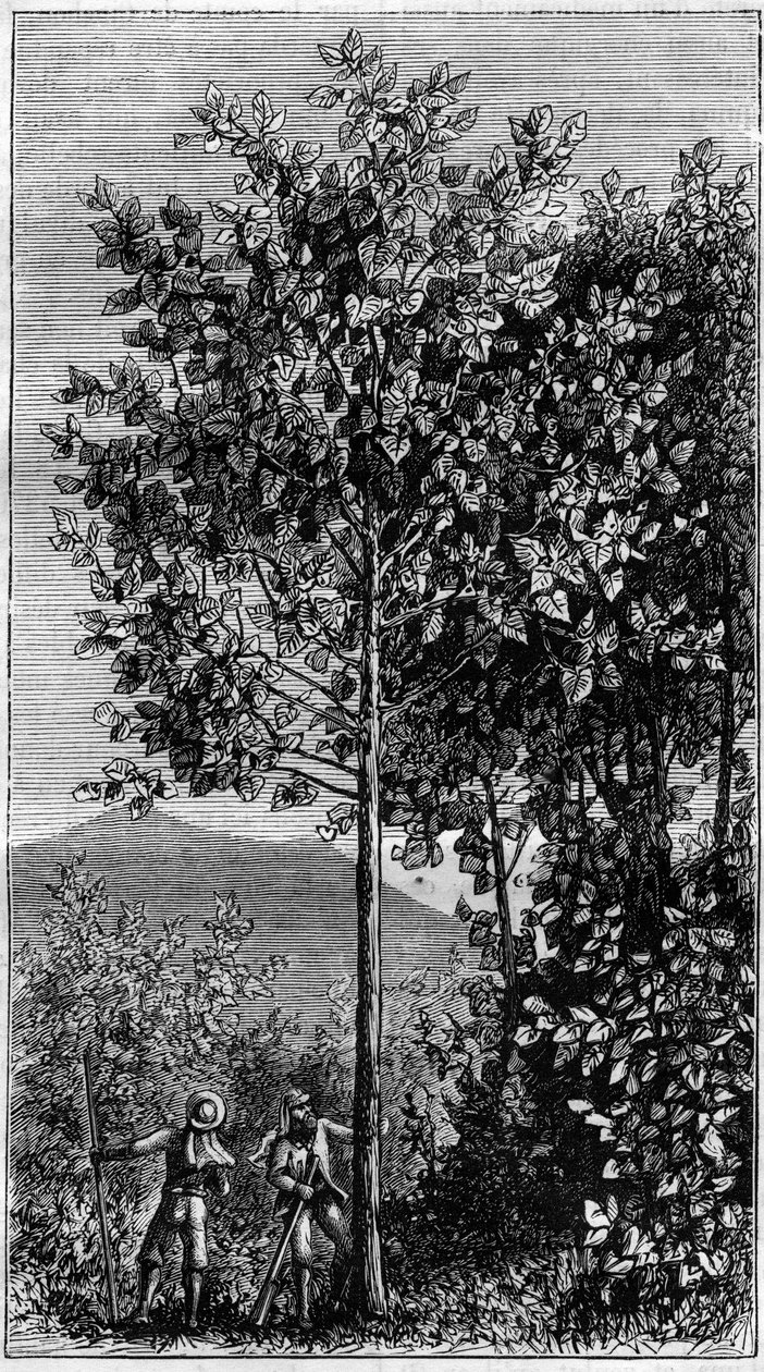 Quinquina