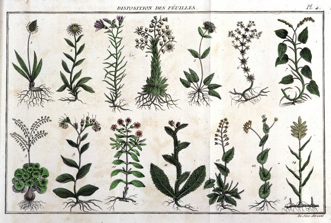 Yaprakların düzeni: "" içinde Flora Françoise veya Fransa