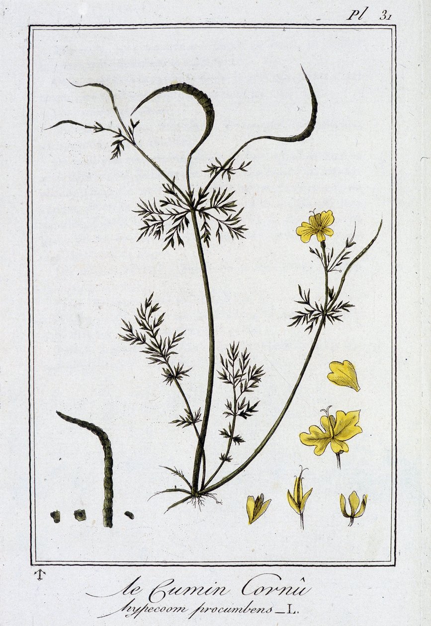 Le Cumin Cornu (Hypecoom procumbens) - “Egzersizler de botanik à l