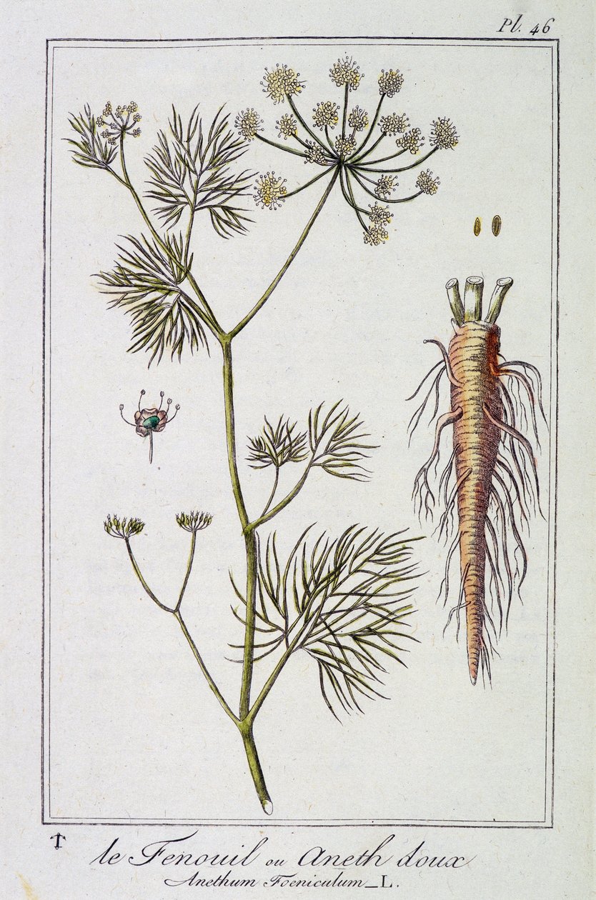 Rezene veya Tatlı Dereotu (Anethum Foeniculum) - J.C. Philibert, Imprimerie de Crapelet, Paris tarafından düzenlenen “Tüccarların kullanımı için botanik egzersizleri” içinde by Unknown artist