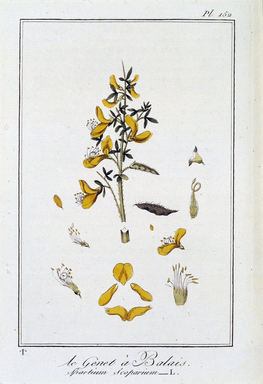 Le Genet a Süpürge (Spartium Scoparium) - J.C. Philibert, Imprimerie de Crapelet, Paris tarafından düzenlenen “Tüccarların kullanımı için botanik alıştırmalarında” by Unknown artist