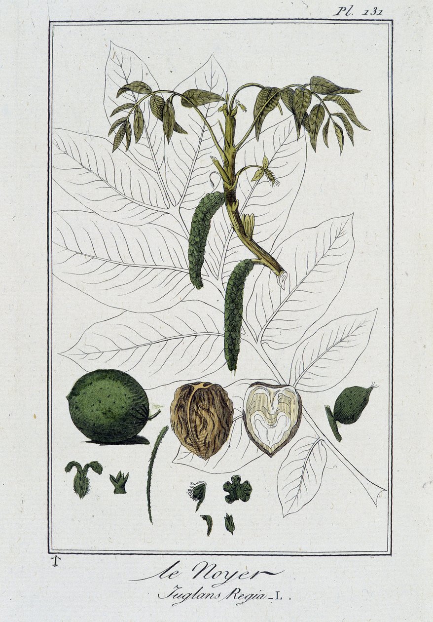 Le Noyer (Juglans Regia) - J.C. Philibert, imp. Crapelet, Paris by Unknown artist