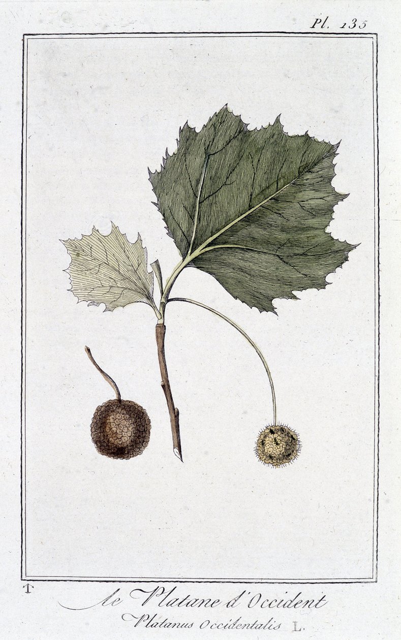Batı Düzlemi (Platanus occidentalis) - JC Philibert, Imprimerie de Crapelet, Paris tarafından düzenlenen “Tüccarların kullanımı için botanik egzersizleri” bölümünde by Unknown artist