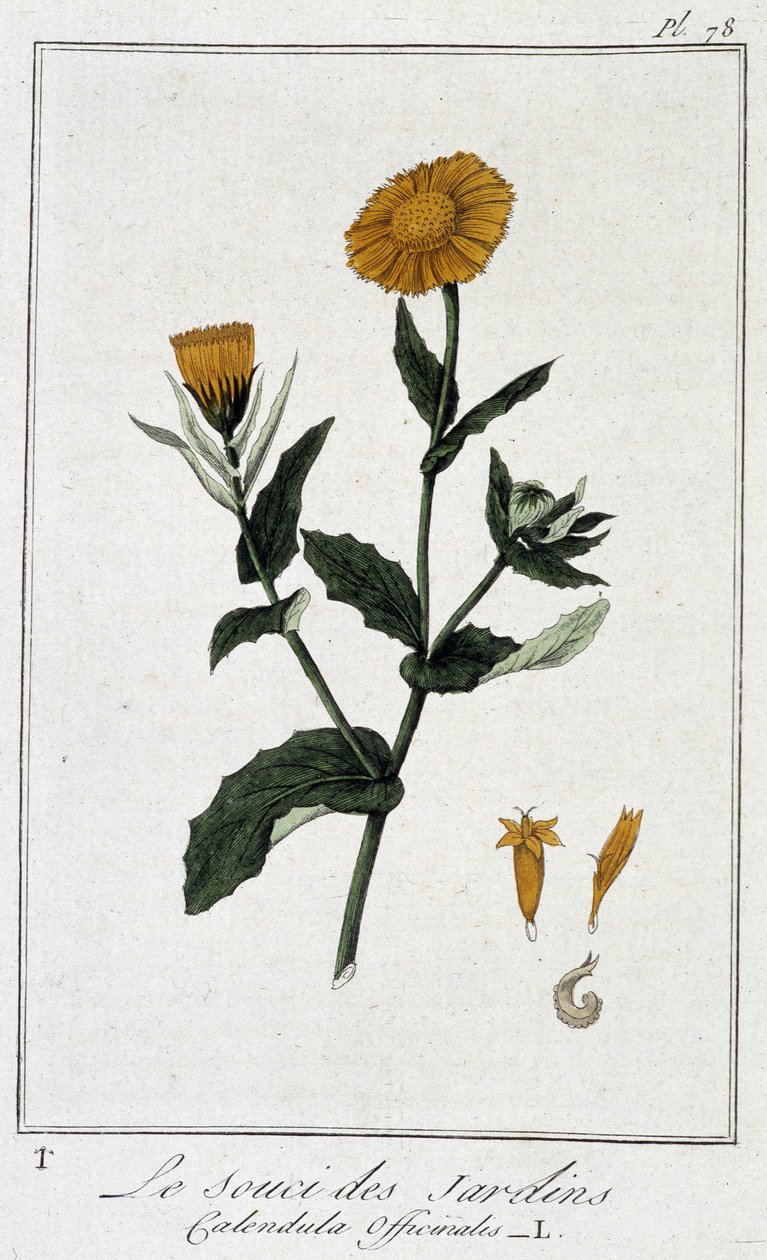 Marigold (Calendula Officinalis) - J.C. Philibert, imp. Crapelet, Paris by Unknown artist