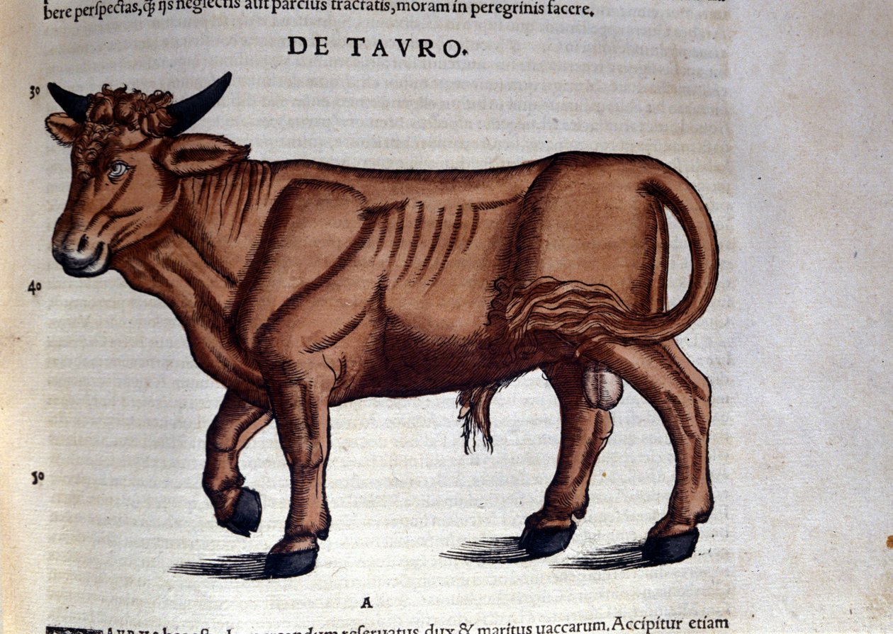 Boğa burcu Historia Animalium