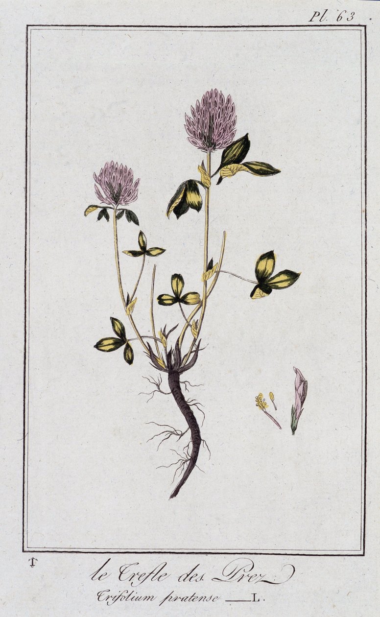 Le Clover des Meadows (Trifolium pratense) - J.C. Philibert, Imprimerie de Crapelet, Paris tarafından düzenlenen “Tüccarların kullanımı için botanik egzersizleri” içinde by Unknown artist