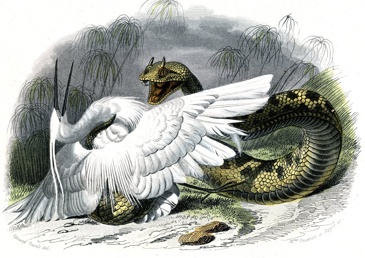 Le ceraste (Vipera cerastes) - Doğa Tarihinden Plaka, Bernard Germain de Lacepede (1856-1925), baskı P.Furme, Paris by Unknown artist
