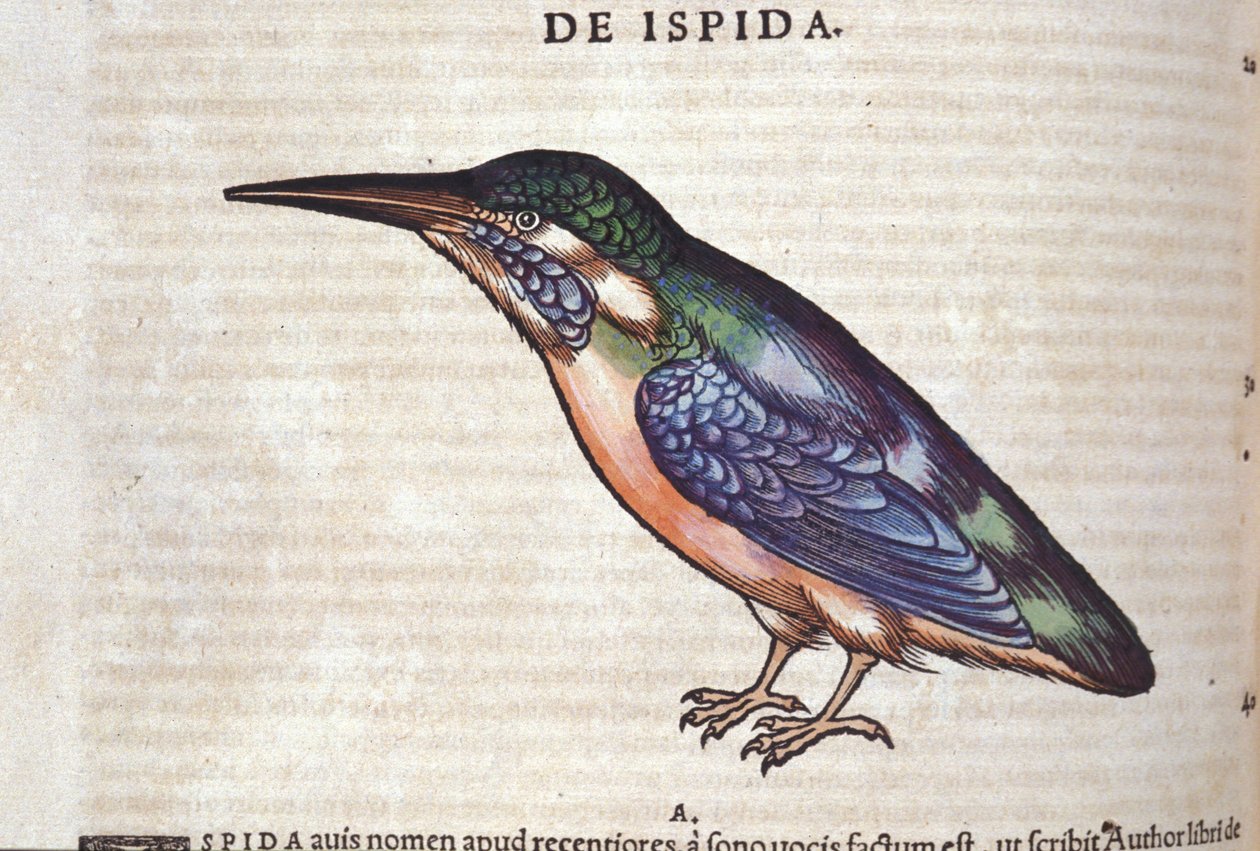 Le guêpier in Historia Animalium, Conrad Gesner (1516 - 1565), Tiguri by Unknown artist