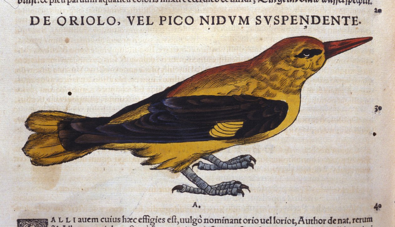 Historia Animalium