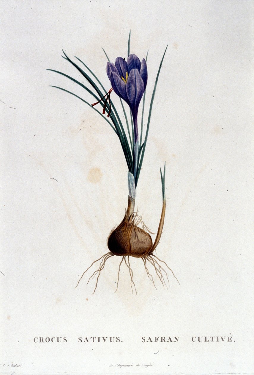 Botanique di J. Rousseau'dan sonra safran (Crocus sativus), Paris 1822. by Unknown artist