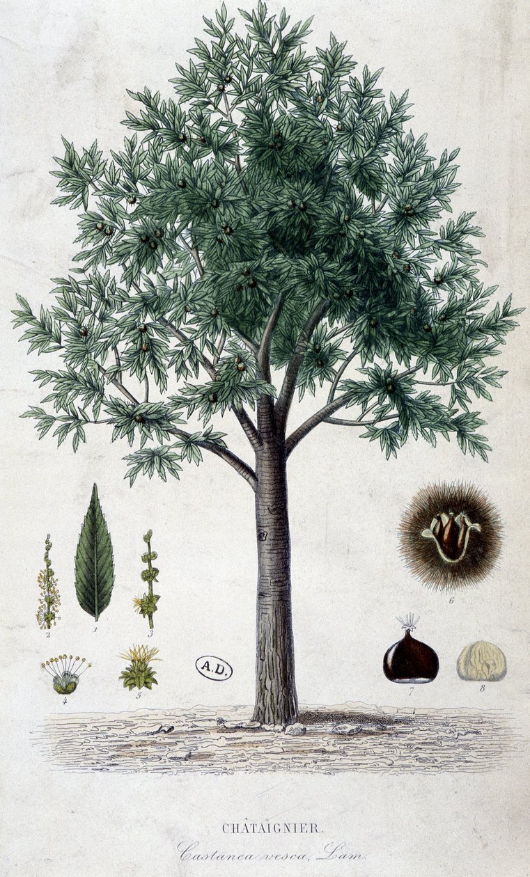 Yapraklar, meyve ve kestane ağacı, botanik tahtası by Unknown artist