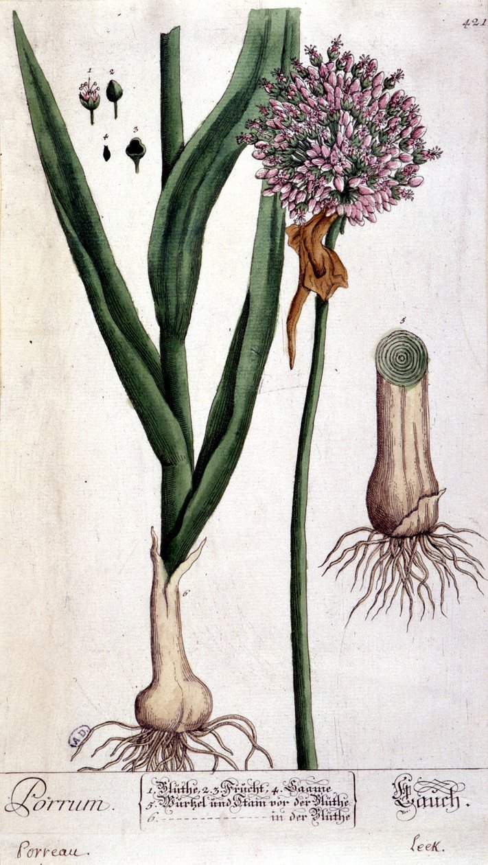 Pırasa - botanik kurulu by Unknown artist