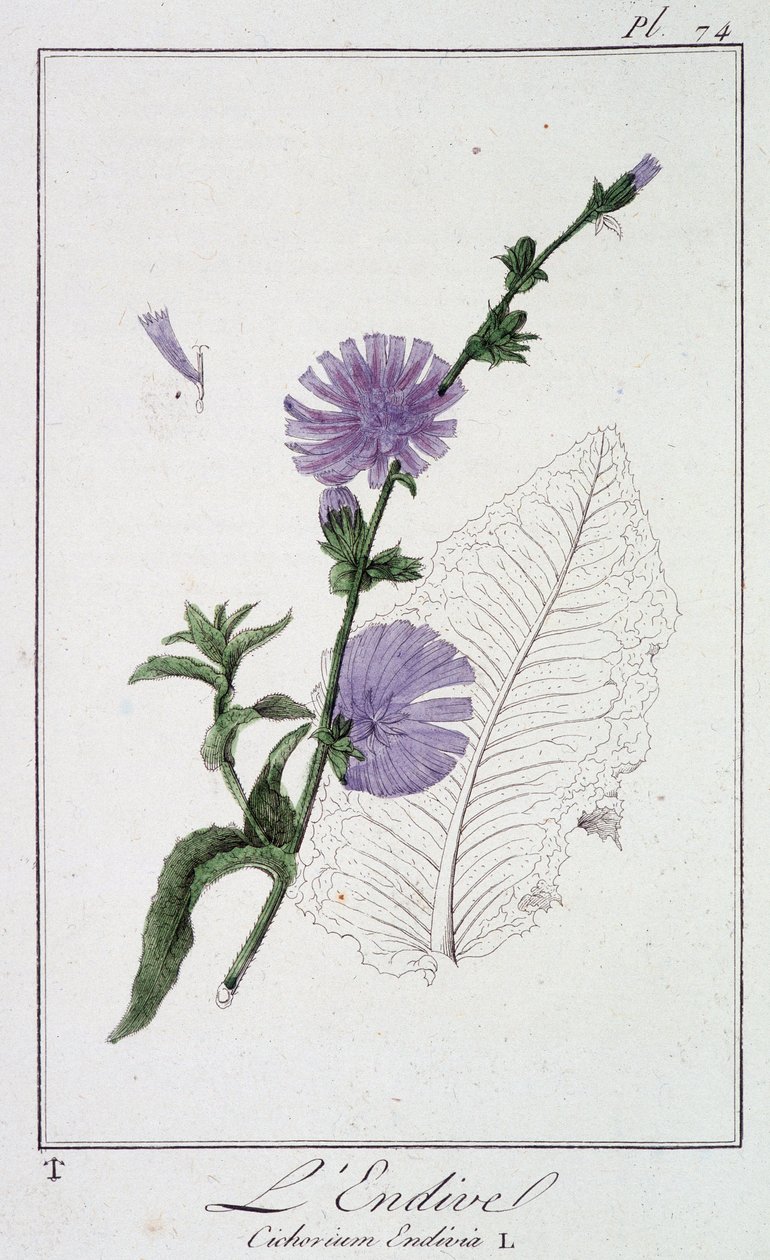 Endive (Cichorium Endivia) - J.C. Philibert, Imprimerie de Crapelet, Paris tarafından yazılan “Tüccarların kullanımı için botanik egzersizleri” bölümünde by Unknown artist