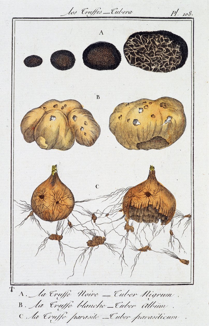 Yer mantarı (Tubera) - J.C. Philibert, Imprimerie de Crapelet, Paris tarafından yazılan “Tüccarlar için botanik egzersizler” bölümünde by Unknown artist