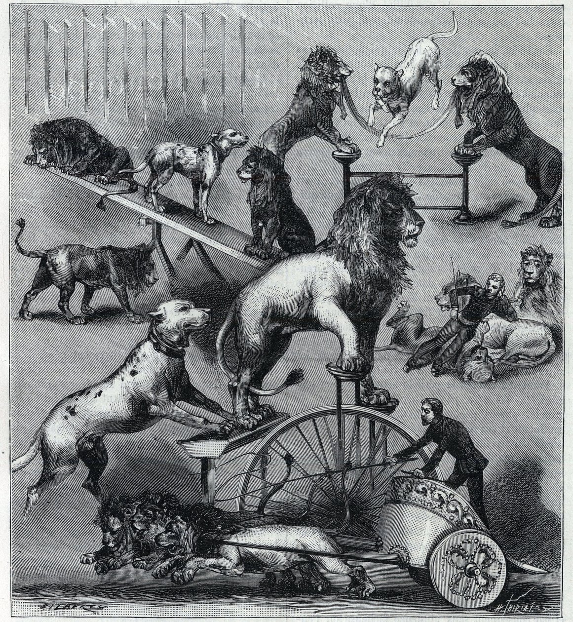 Les lions elbiseler du Nouveau Cirque à Paris: aslanlar, terbiyeciler ve köpeklerle akrobatik bir sayının farklı hileleri. “La Nature”da gravür” 1890. Özel koleksiyon. by Unknown artist