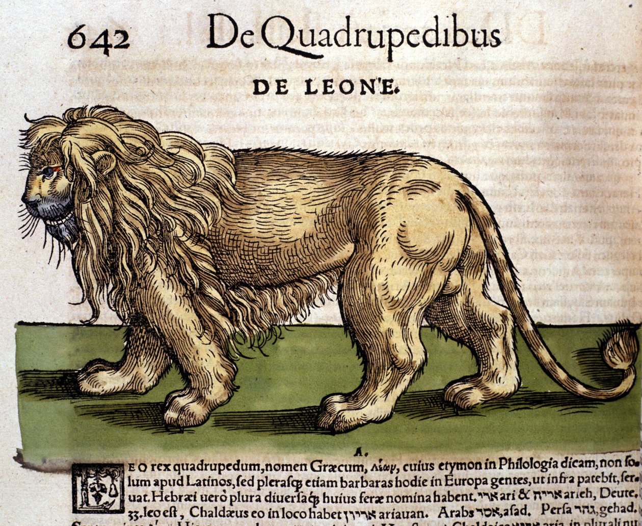Conrad Gesner tarafından Historia Animalium