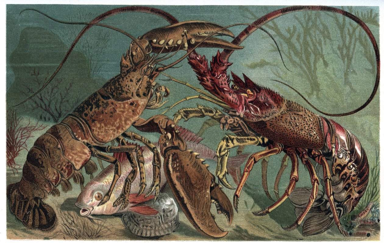 Istakoz ve ıstakoz - Homarus ve Avrupa dikenli ıstakoz - Alfred Edmund Brehm