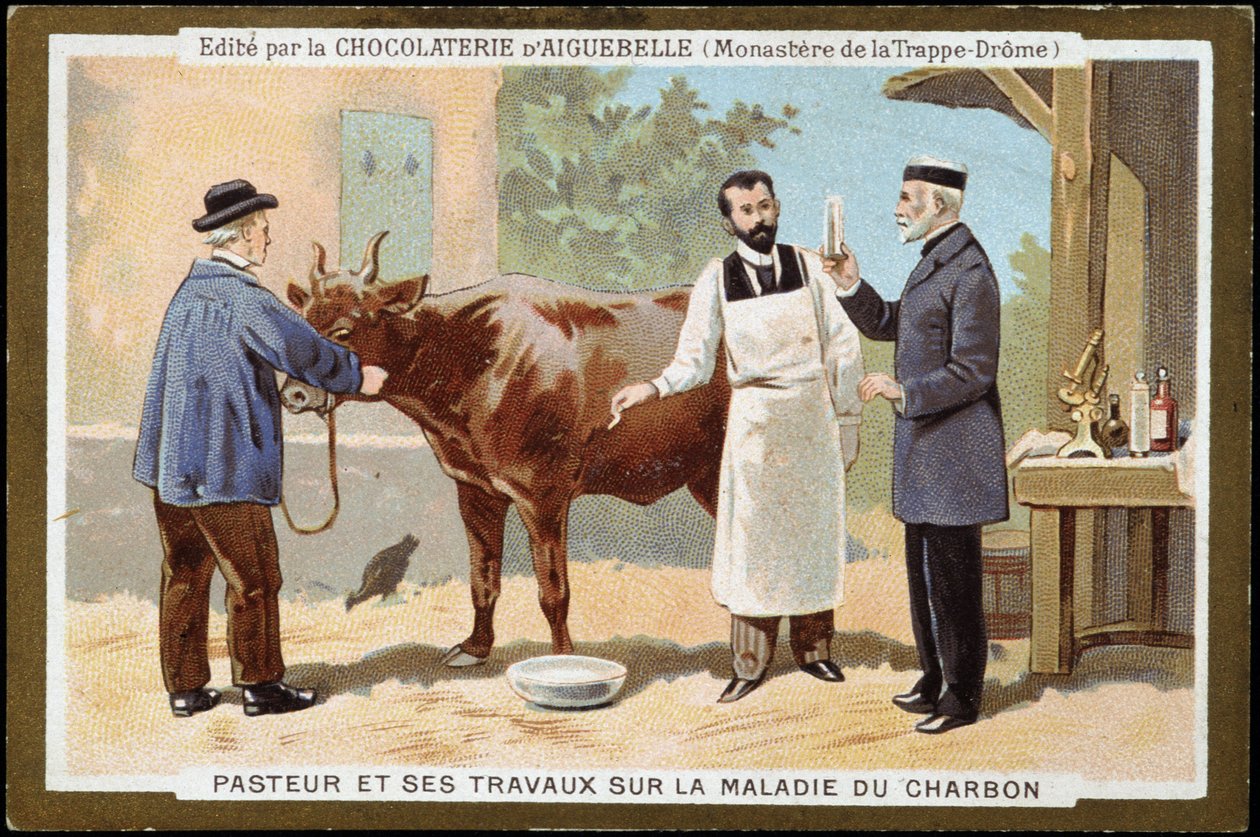 Louis Pasteur ve kömür hastalığı üzerine çalışmaları - 19. yüzyılın sonlarında Chocolats d