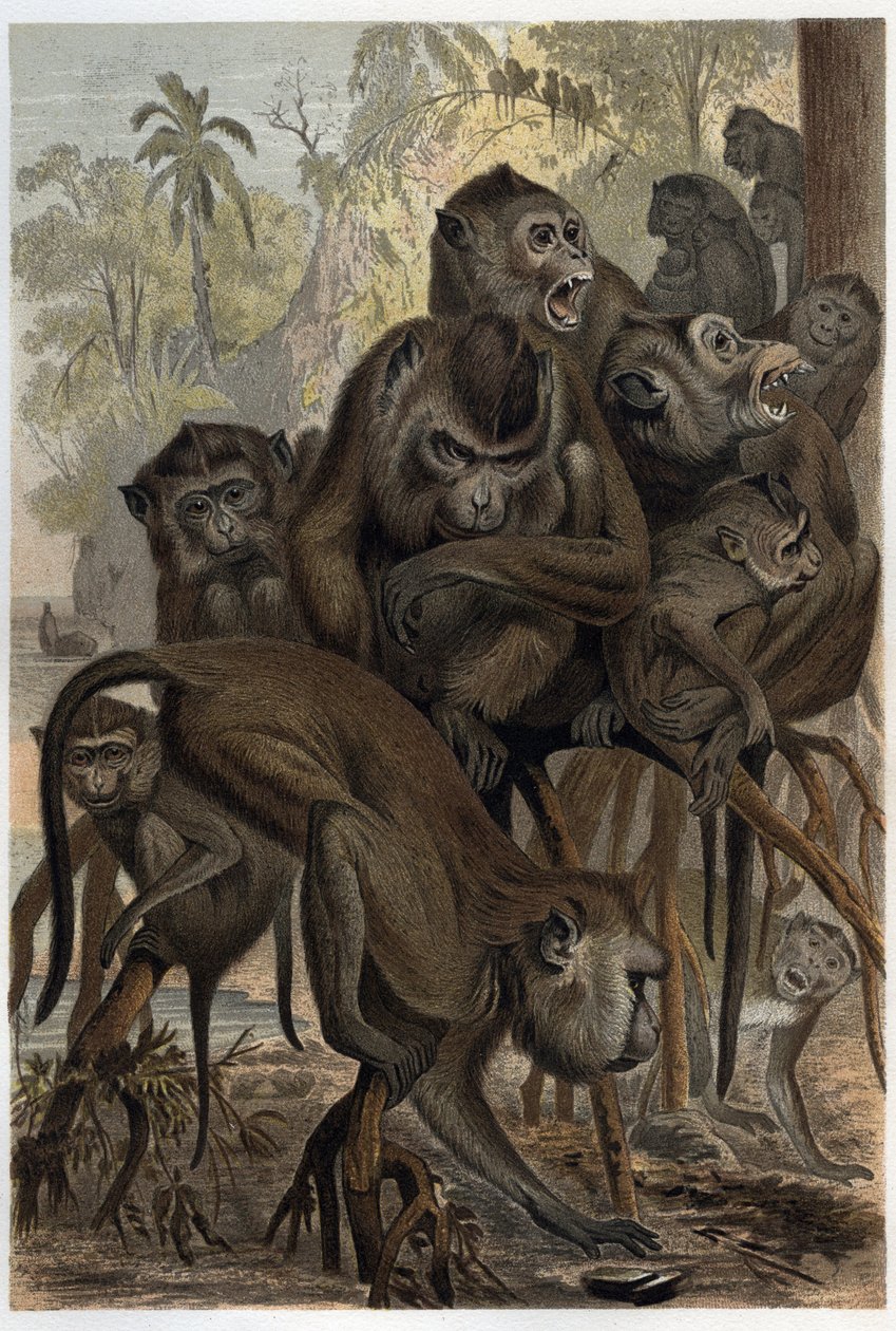 Makaklar (Macaca) (Cercopithecinae) - Alfred Edmund Brehm (1829-1884) tarafından “” Brehm