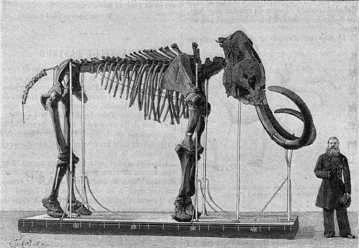 Mamut iskeleti (elephas primigenius), Buz Denizi kıyısında, Lena Nehri