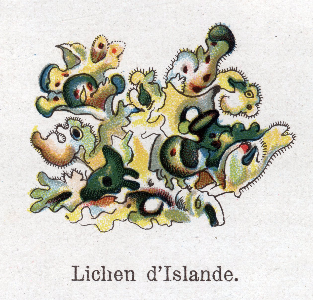 Tıbbi ve gıda botanik bitkileri: İzlanda likeni. Gravür, Friedrich Eduard Bilz (1842-1922) tarafından "" La ilaç naturelle" by Unknown artist