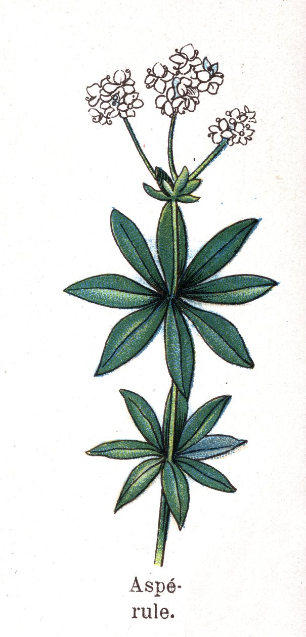 Tıbbi ve gıda botanik bitkileri: asperula. Gravür, Friedrich Eduard Bilz (1842-1922) tarafından "" La ilaç naturelle" by Unknown artist