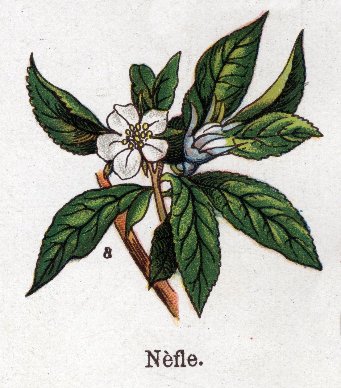Tıbbi ve gıda botanik bitkiler: nefle. Gravür, Friedrich Eduard Bilz (1842-1922) tarafından "" La ilaç naturelle" by Unknown artist