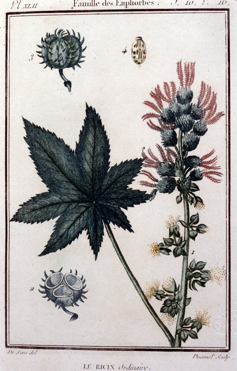 Şifalı bitkiler: sıradan hint. Öforik aile. 19. yüzyılın botanik kurulu by Unknown artist